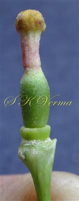  Pistil